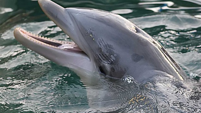 Сърфист засне как 100 делфина плуват до лодката му (ВИДЕО)
