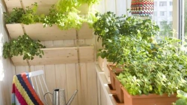 Какви зеленчуци може да отглеждаме у дома през зимата?