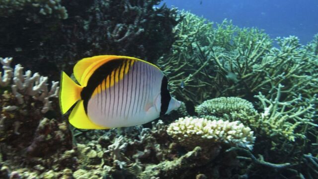 Учени замразиха корали от Големия бариерен риф в Австралия Според