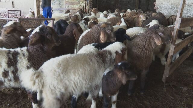 Община Свиленград обявява кампания за дарения в подкрепа на животновъдите