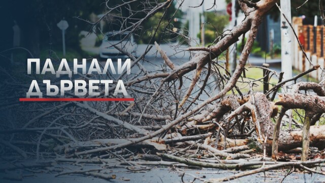 Стотици паднали дървета има в София след бурята снощи Поражения