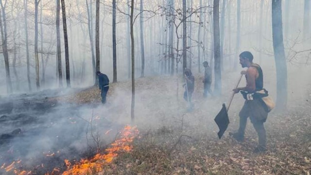 Пожар обхвана гората над Синеморец в този петък късния следобед,