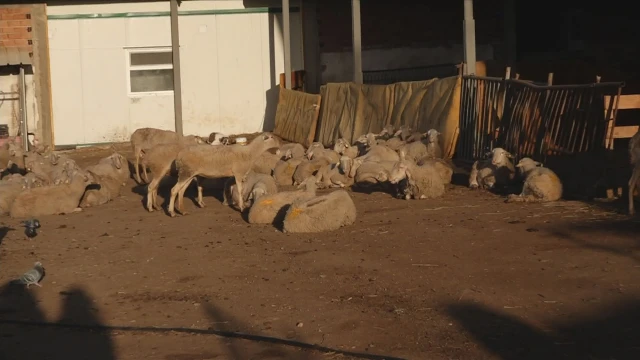 От фермата месото може да достигне 18 лв., казват български