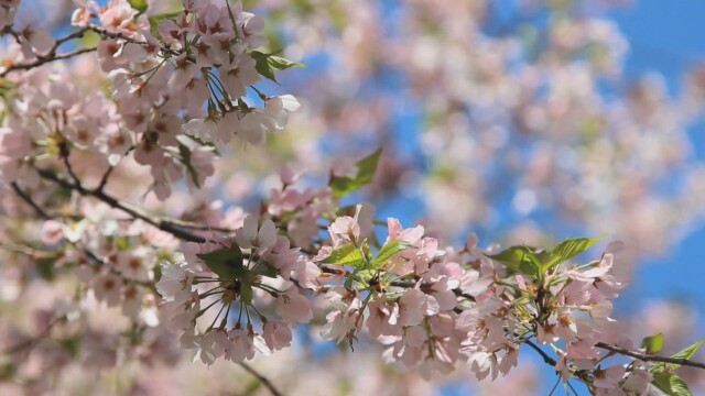 Събитие Любуване на цъфналите вишни в Южния парк на София