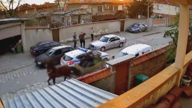 Кон прегази полицейски автомобил За ден куриозното видео от охранителна
