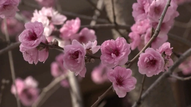 В Китай откриха първата национална ботаническа градина Площта й е
