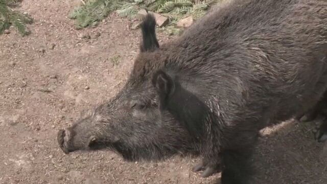 Зоологическа градина в Бавария преименува диво прасе наречено Путин заради