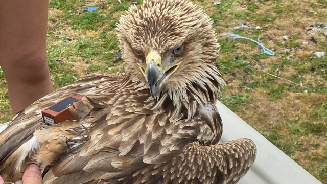 В Сливенско пуснаха на свобода царски орел, прострелян от бракониери.Това