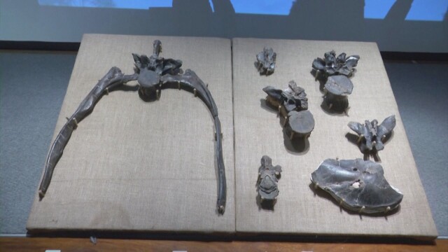 В Южна Аржентина палеонтолозите показаха свои ценни находки Те са намерили