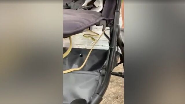Дълга зелена змия се уви около бебешка количка в Тайланд