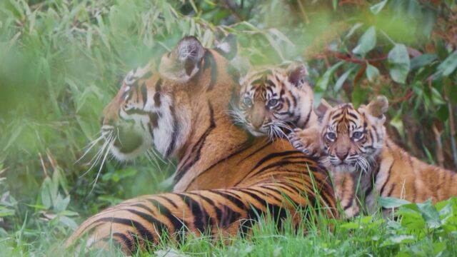 Две суматрански тигърчета близнаци излязоха за първи път от бърлогата