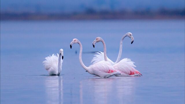 Красивото розово фламинго избяга от Поморийското езеро Причината не е в