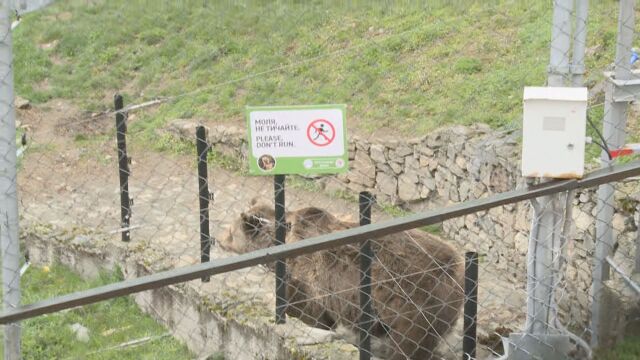Обитателите на Парка за танцуващи мечки в Белица започват да