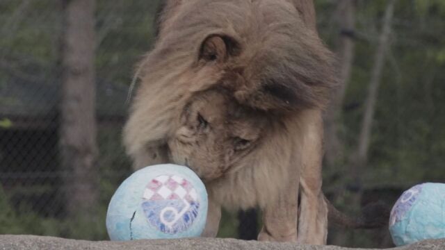 Животните в зоологическата градина в Загреб бяха изненадани преди Великден