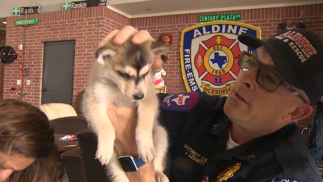 Изоставени кученца намериха нов дом благодарение на пожарникари в Тексас  Огнебориците