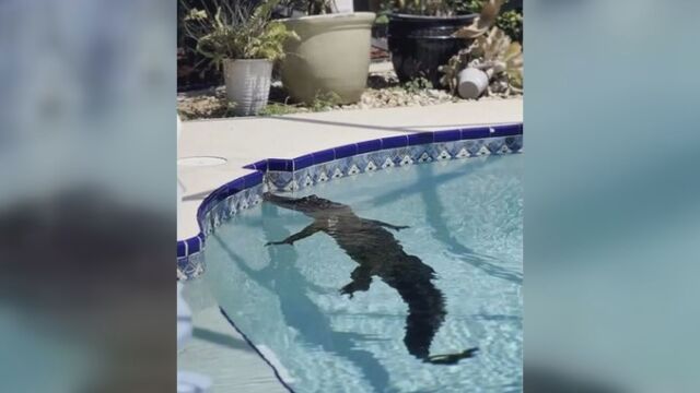 Алигатор плува в басейн на къща в американския щат Флорида Той