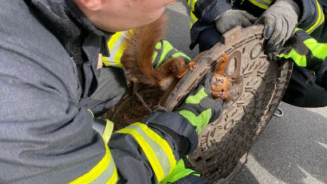 Пожарникари спасиха катерица останала заклещена в капака на шахта в