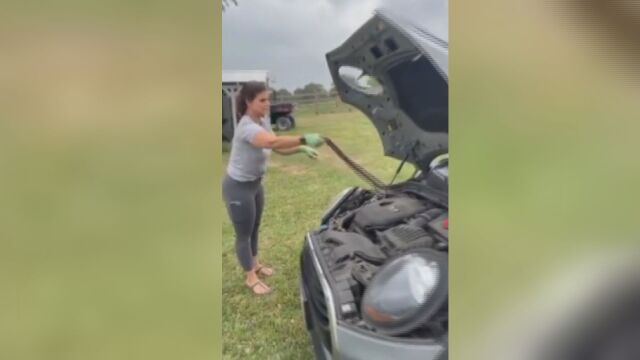 Змия се скри в двигател на кола а жена успя