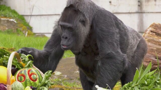 Наслаждавайки се на пиршество от боровинки и салата горилата Фату