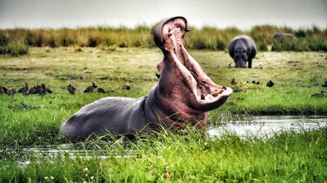 Колумбия ще умъртви част от 166 те хипопотама чиито предци са