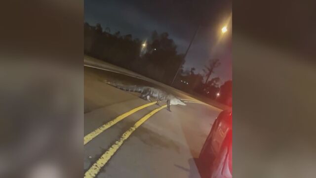 Огромен алигатор се разхожда на улицата в американския щат Луизиана Животното е