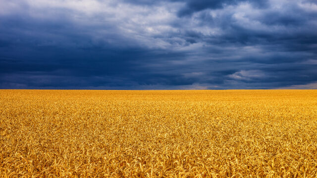 България временно забрани вноса на зърно от Украйна Решението взе