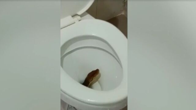 Мъж е ухапан от питон докато седи на тоалетната Нонтабури