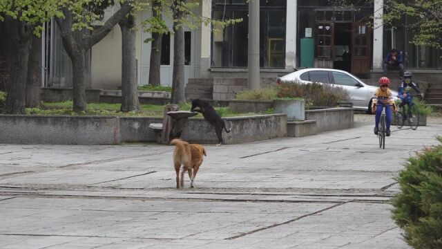 В Каблешково местните жители се притесняват от бездомните кучета които