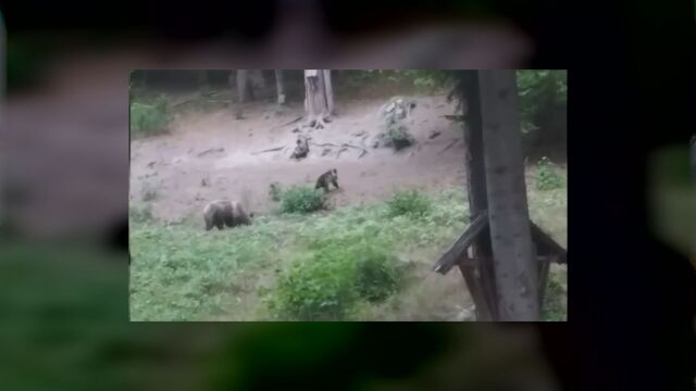 Серия нападения от мечки в Родопите Най голям е броят на
