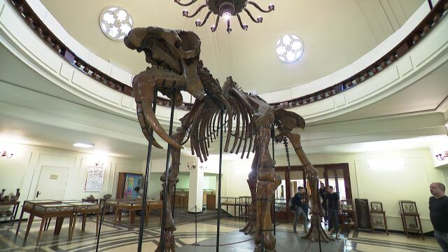 Музеят по палеонтология в Софийския университет има спешна нужда от