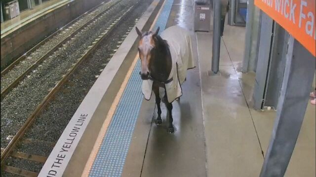 Необичаен гост се появи на жп гарата в Сидни и