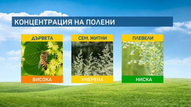 Прогнозата за алергизиращите растения е съвместен проект на bTV и Националния