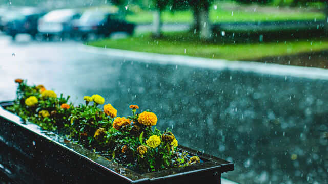 Жълт код за значителни валежи от дъжд в няколко области
