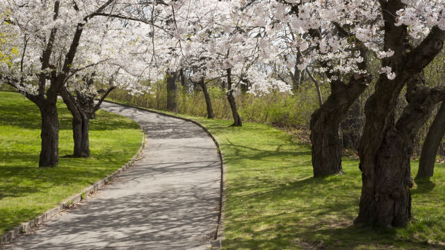 Пролетта предлага гледки които спират дъха като красивите черешови