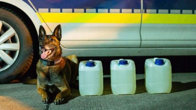 Полицейско куче проведе поредна успешна акция в германския град Билефелд