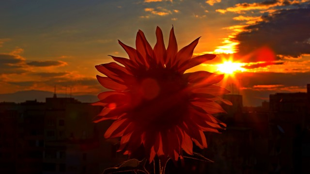 Слънчево с температурите между 28 deg и 33 deg в София около