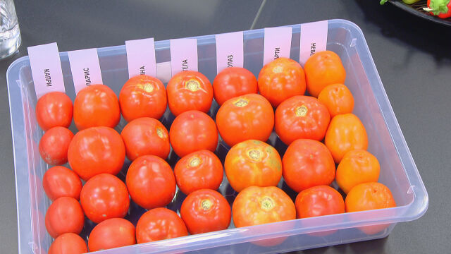 След краставиците се очаква поскъпване и на доматите с 30