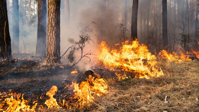  Гръцките пожарникари се борят с горски пожар южно от Атина