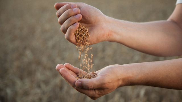 Цената на войната в Украйна: пшеницата - по-скъпа с 60% 