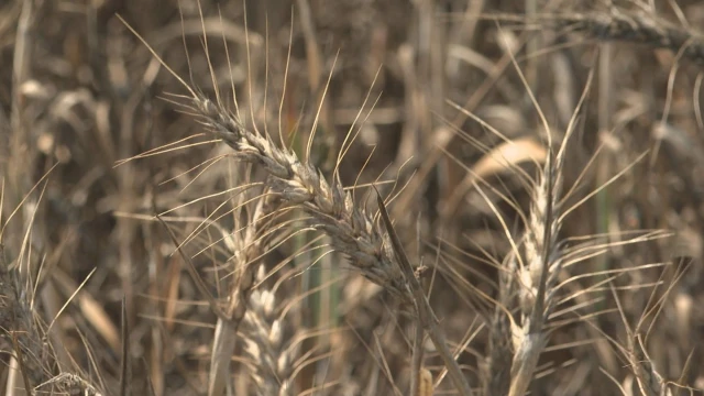 Русия възобновява участието си в инициативата за превоз на зърно