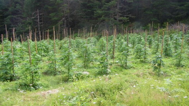 Полицаи разкриха ферма за канабис в землище край любимецкото село