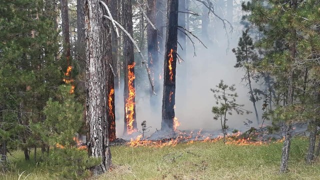 Пожар гори в борова гора на територията на Държавно горско