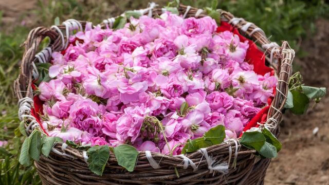 Ароматeн дъх на рози и килим от розови цветове в