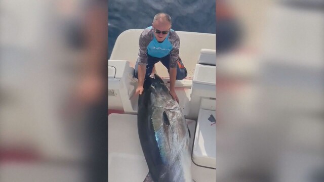 Рибари уловиха огромна риба тон в Хърватия – тя тежи