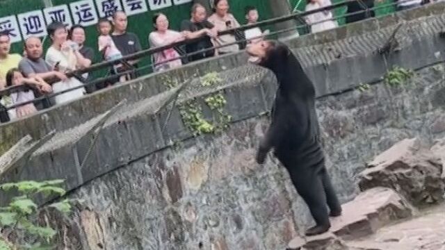 Мечка предизвика съмнения в посетителите на зоопарка в Ханджоу в Китай