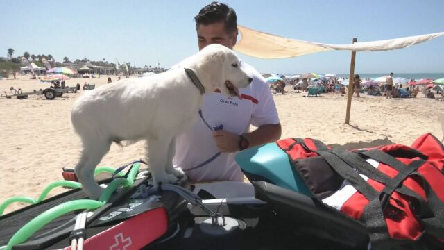 Първото куче спасител на плажа в Испания е тримесечният Чуи