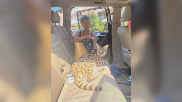 Семейство изгуби африканска дива котка от вида сервал Нелегално е