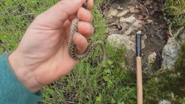 Ловец на змии – това е необичайното хоби на един