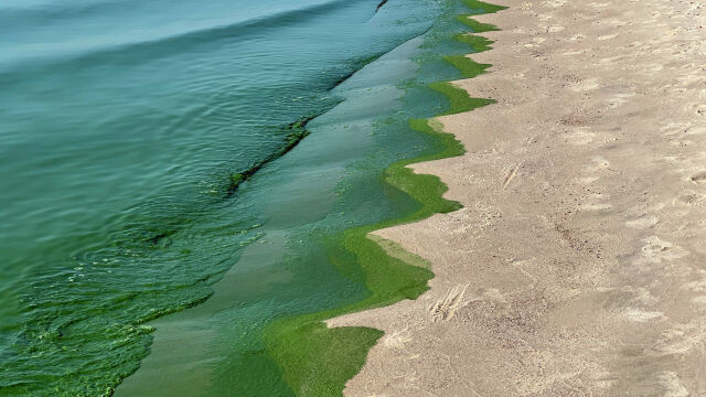 Океаните стават по-зелени заради изменението на климата