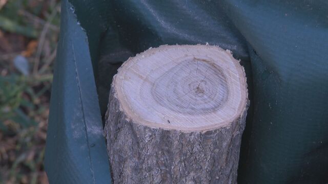 Вандали отрязаха 14 дървета в центъра на София 12
